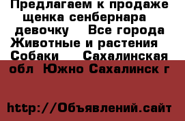 Предлагаем к продаже щенка сенбернара - девочку. - Все города Животные и растения » Собаки   . Сахалинская обл.,Южно-Сахалинск г.
